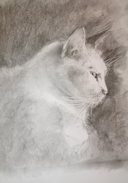 "Tiger" Greetings card